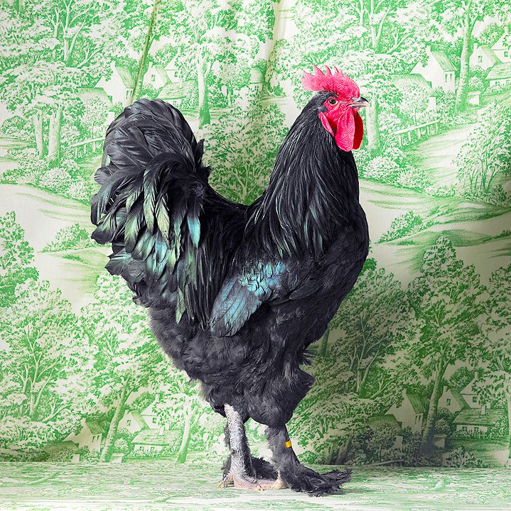 Black Langshan Cockerel