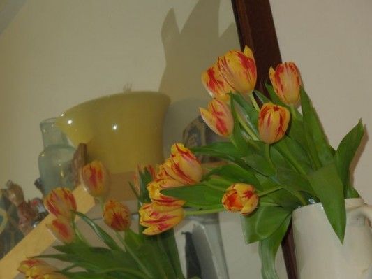 tulips doubled