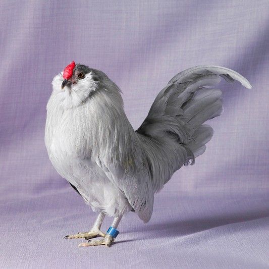 SelfBlue Belgian Bearded Danver Bantam Cock