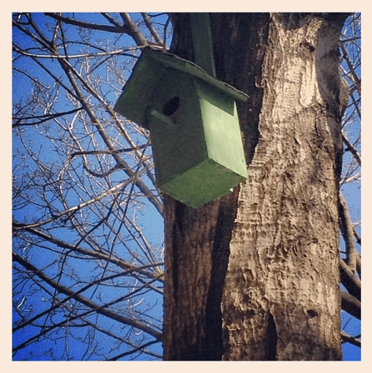 Birdhouse on Rugby