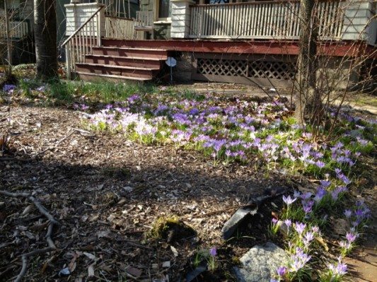 Crocuses on Ditmas Avenue