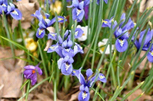 Dwarf Iris on Rugby Road