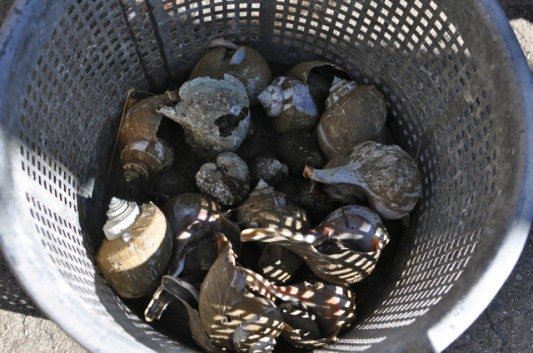 Whelk at the Cortelyou Greenmarket