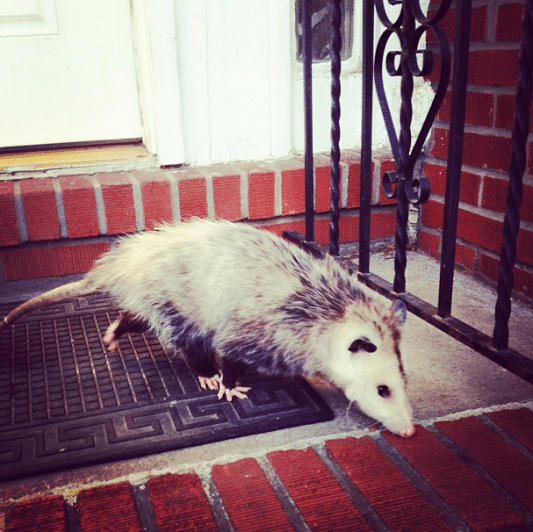 Possum, by coffeemob on Instagram