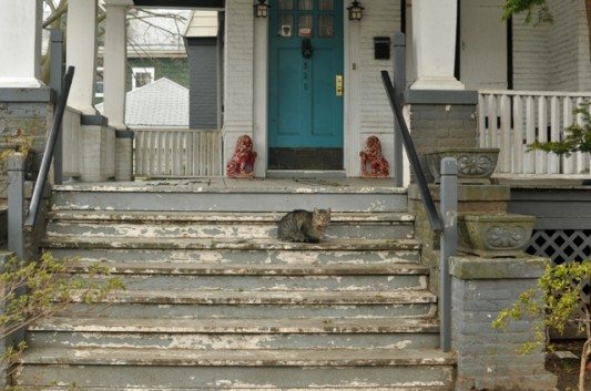 Two Lions, One Cat on E 19th