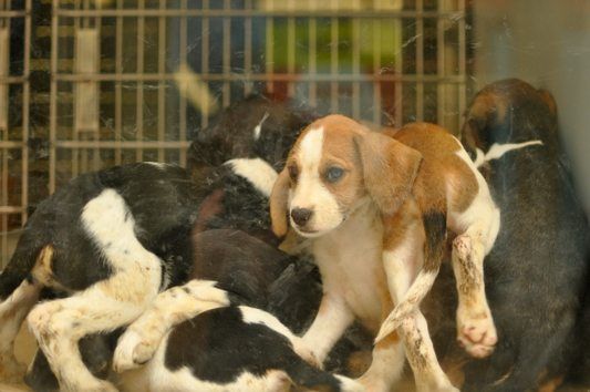 Puppies in a SCAR Adoption Van