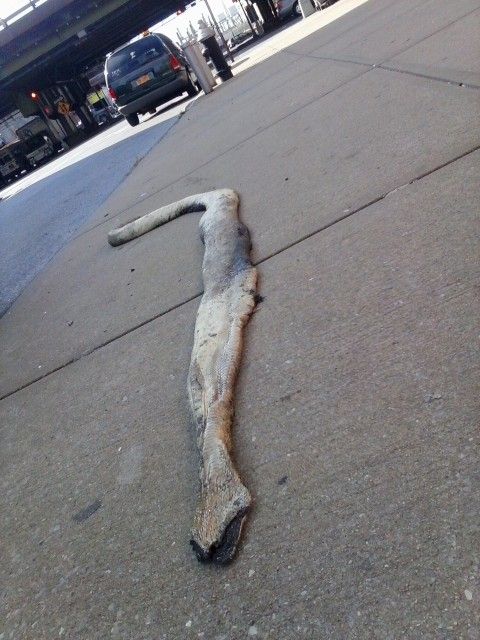 3rd Ave Snake