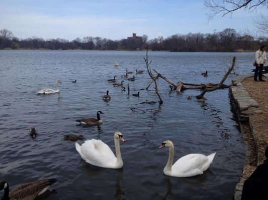 WILD swans prospect park