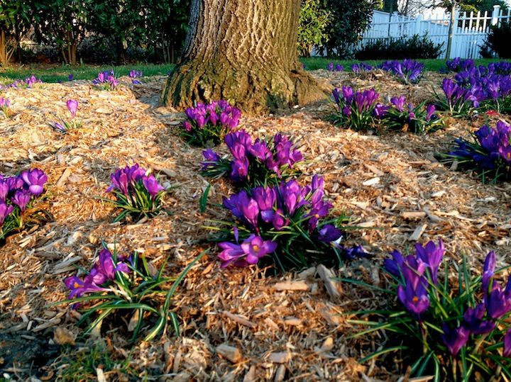 purple flowers