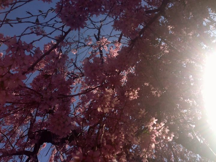 pink flower tree