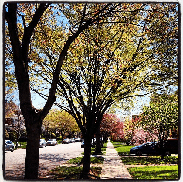 trees by bklyngeo75