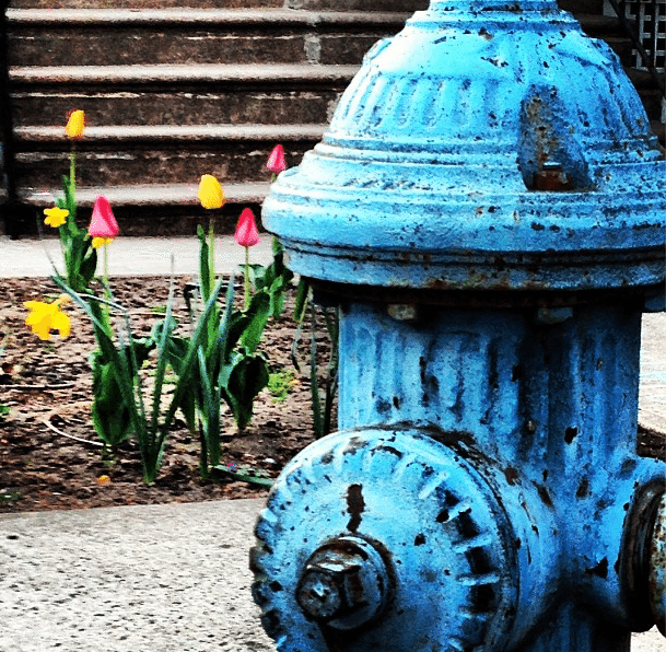 tulip fire hydrant by akhkn_uncentered