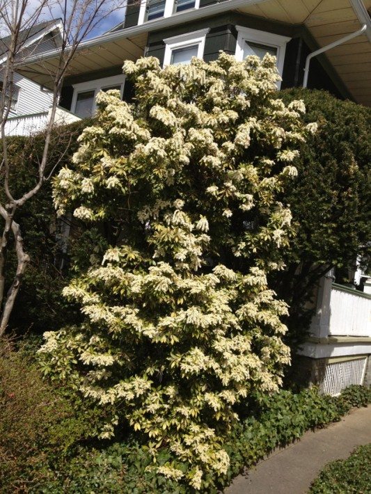 Andromeda Flowers Bush