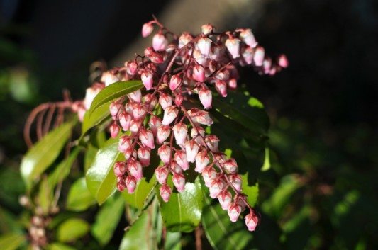 Andromeda Flower