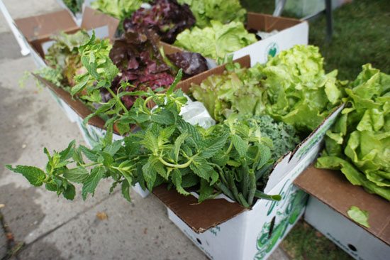 Mint at the Ditmas Park CSA