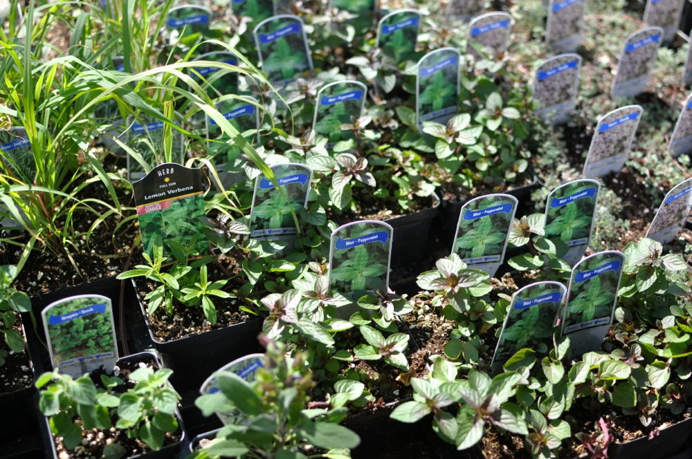 dpc_greenmarket_plants