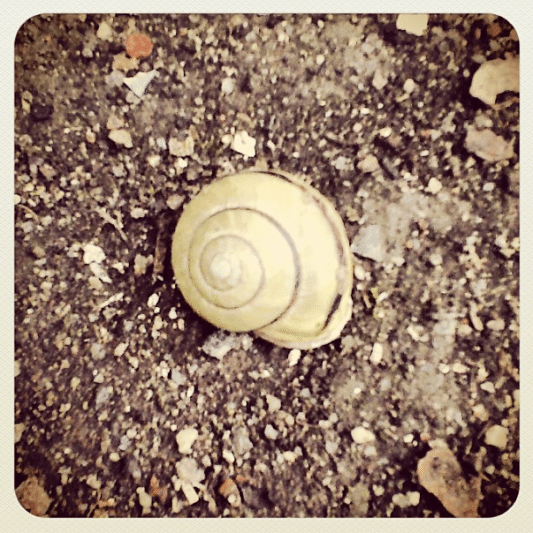Snail by annandboni on Instagram