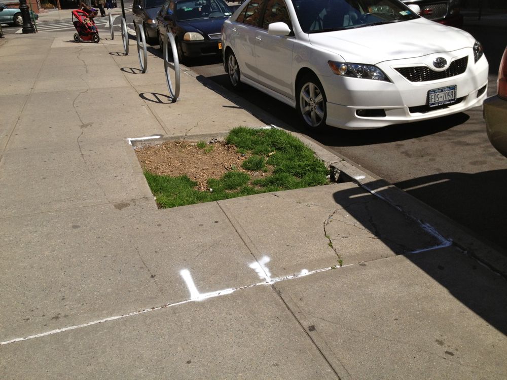 westminster tree markings