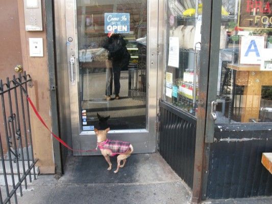 Dog at Brancaccio's, by Tracey Hohman