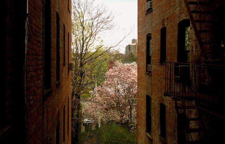 airshaft apartment building trees