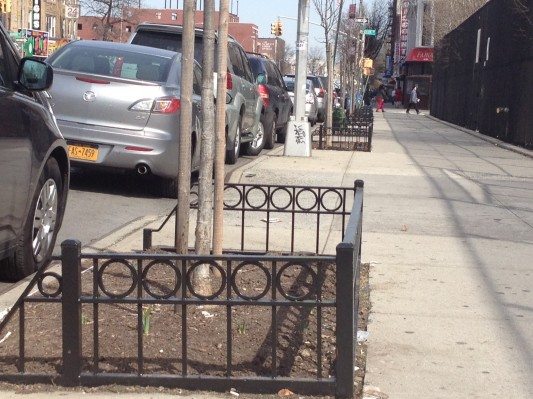 Coney Island Ave tree pit guard