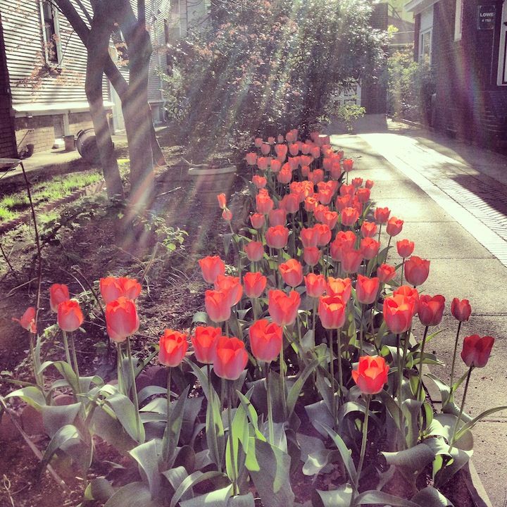 sun and tulips