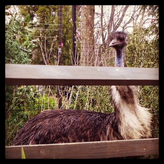 Emu at Prosect Park Zoo