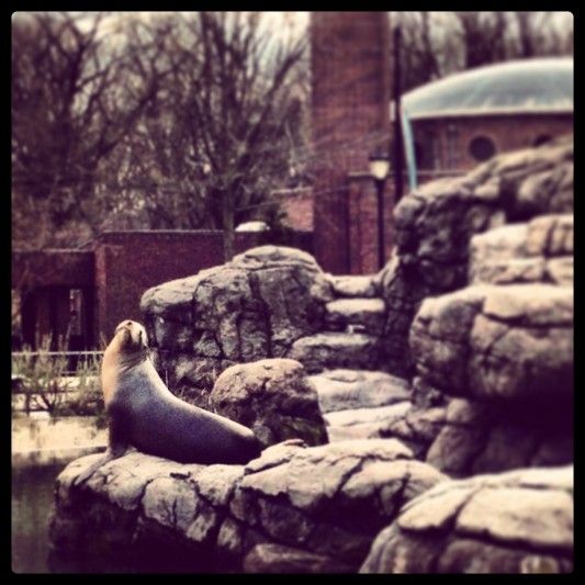 Sea Lion at the Prospect Park Zoo