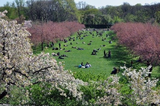 Cherry Blossoms at the Brooklyn Botanic Garden