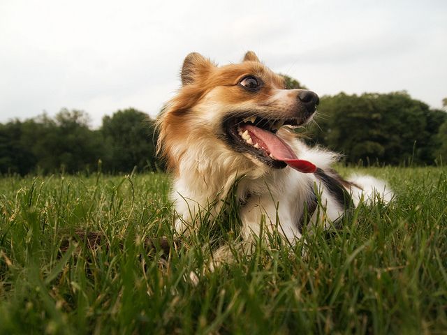 prospect park dog by numbphoto