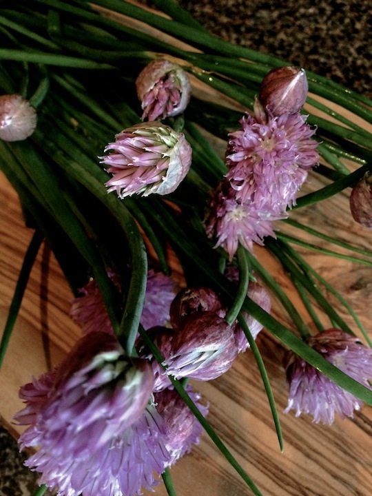 chive flowers from the greenmarket