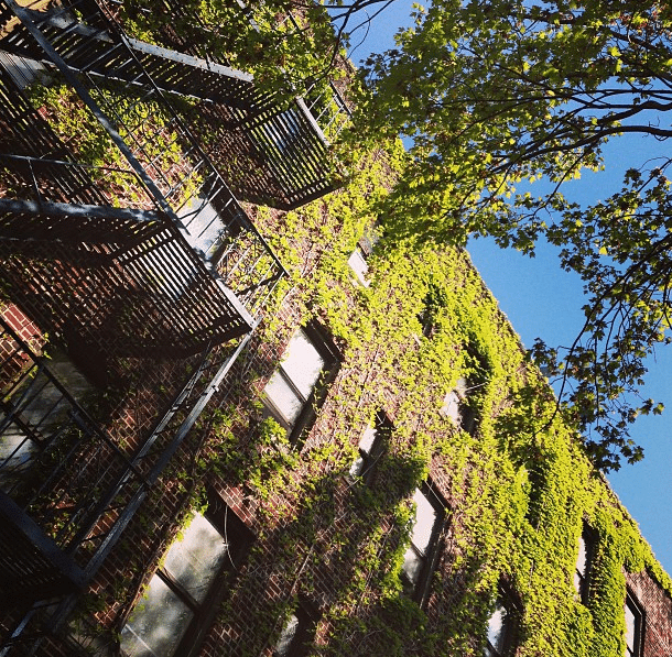 ivy building