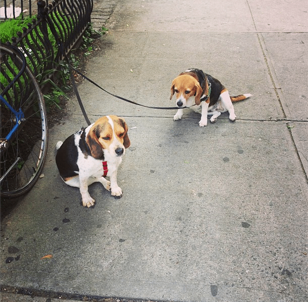 beagles dogs by ditmasparkcorner