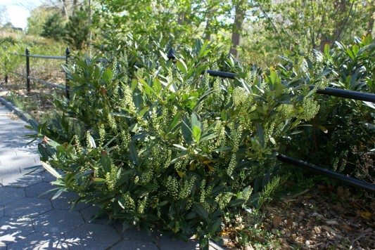 Prospect Park, Lakeside, plants