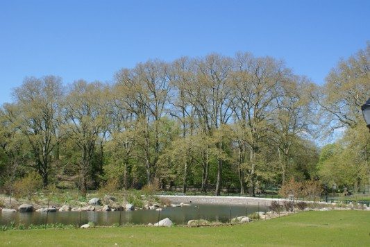 Prospect Park, Lakeside, trees