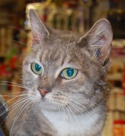 Patricia the Cat, via Sean Casey Animal Rescue