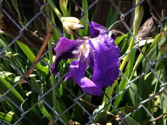 Iris Peeking Out Of A Fence