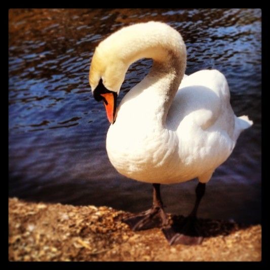 Swan at Prospect Park