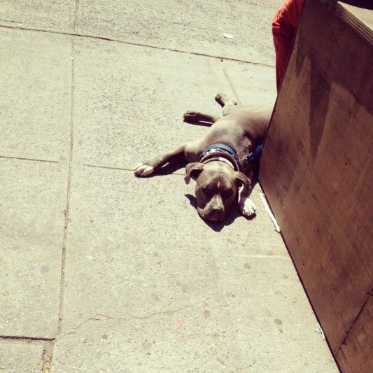 Dog relaxing on 7th Ave