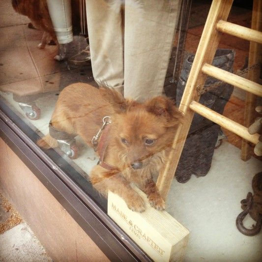 Dog in the window of Rivet on 7th Avenue