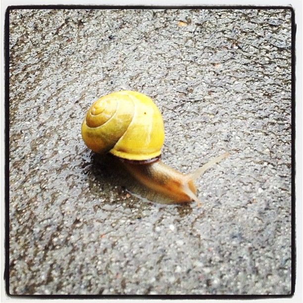 snail