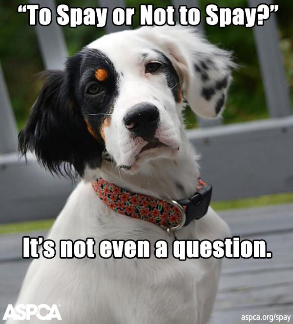 aspca spay neuter