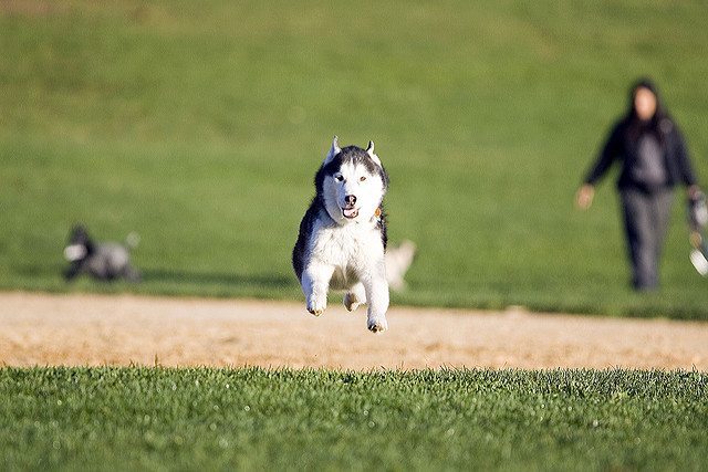 fido dog by Gunni Cool