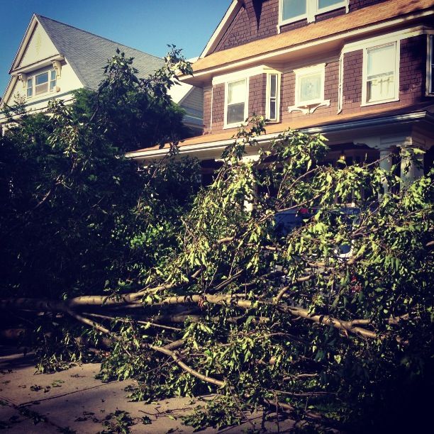 tree down on e 17 and ditmas via ditmasparkcorner