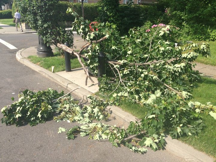 tree down on stratford and turner