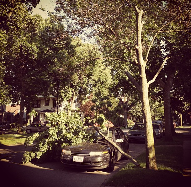 tree on top of car by amberala