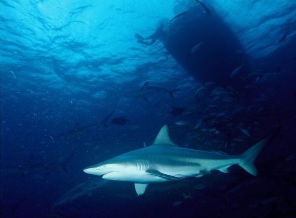 A Blacktip Shark (Source: Wikipedia)