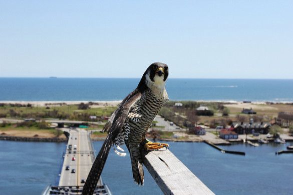 The Proud Papa Falcon (Source: MTAPhotos via flickr)