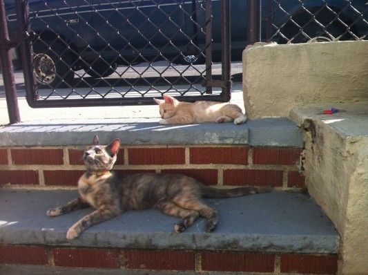 Adopt these cats, PB&J, from Park Slope Veterinary Center