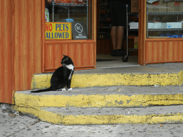 bodega cat by missapril1956